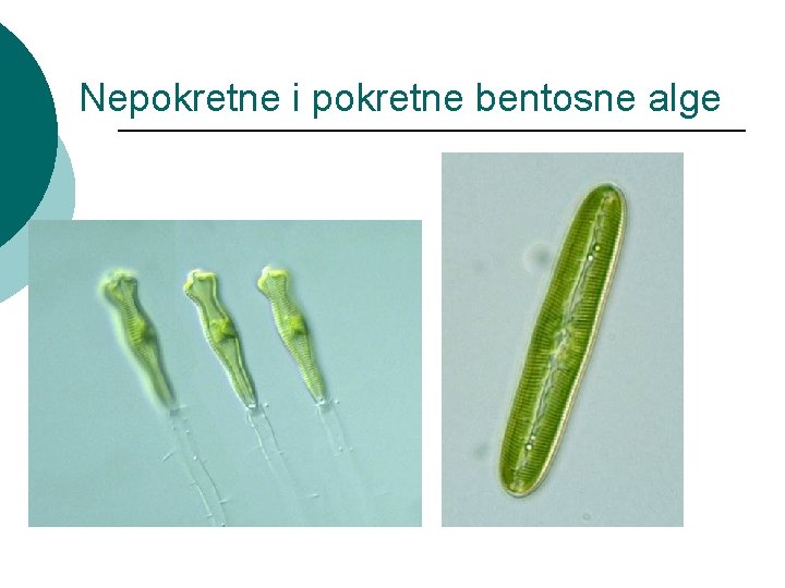 Nepokretne i pokretne bentosne alge Nepokretne i pokretne bentosne alge
