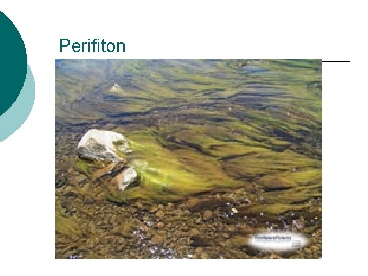 Perifiton Perifiton