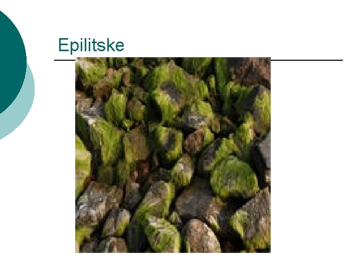 Epilitske 