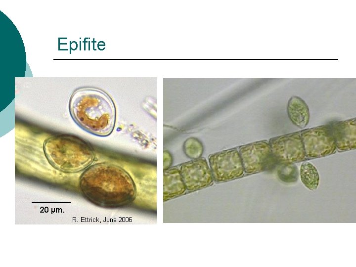 Epifite Epifite