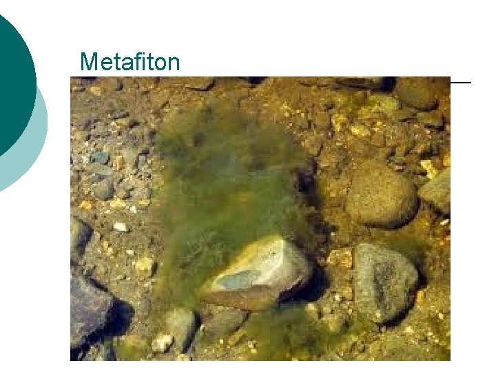 Metafiton Metafiton