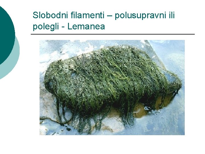 Slobodni filamenti – polusupravni ili polegli - Lemanea Slobodni filamenti – polusupravni ili polegli - Lemanea