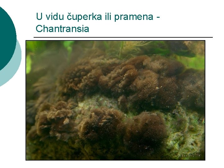 U vidu čuperka ili pramena Chantransia 