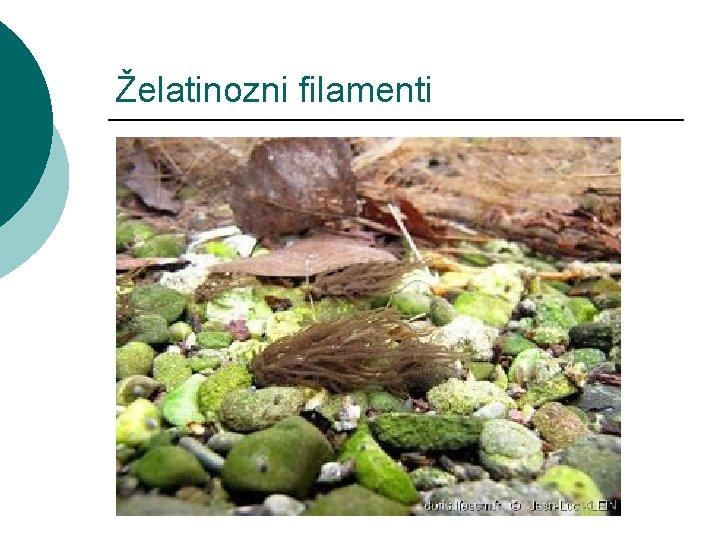 Želatinozni filamenti 