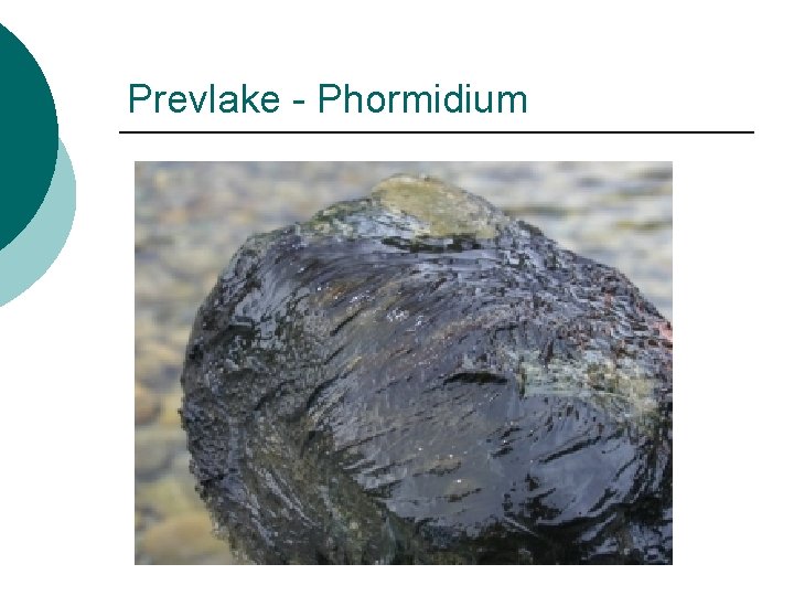 Prevlake - Phormidium 