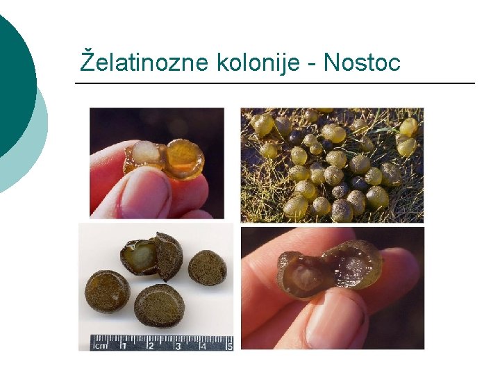 Želatinozne kolonije - Nostoc 