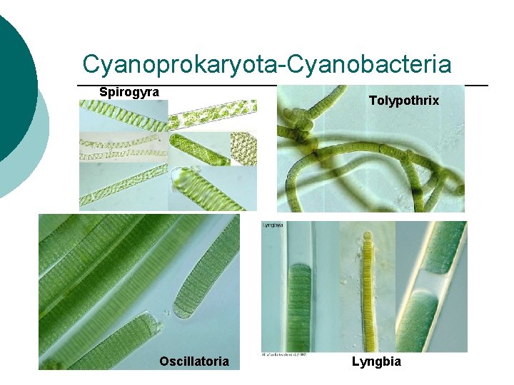 Cyanoprokaryota-Cyanobacteria Spirogyra Tolypothrix Oscillatoria Lyngbia 