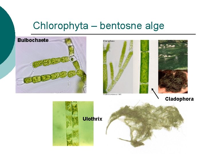 Chlorophyta – bentosne alge Bulbochaete Cladophora Ulothrix 