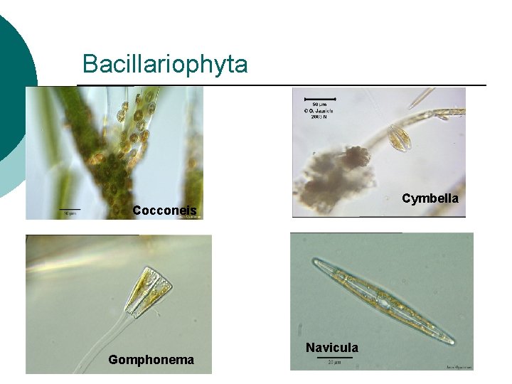 Bacillariophyta Cymbella Cocconeis Gomphonema Navicula 