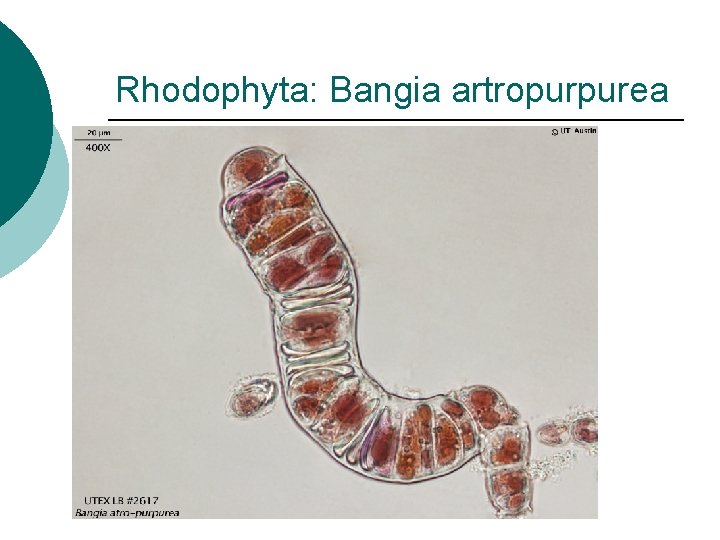 Rhodophyta: Bangia artropurpurea 