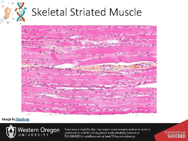 Skeletal Striated Muscle Image by Nephron 