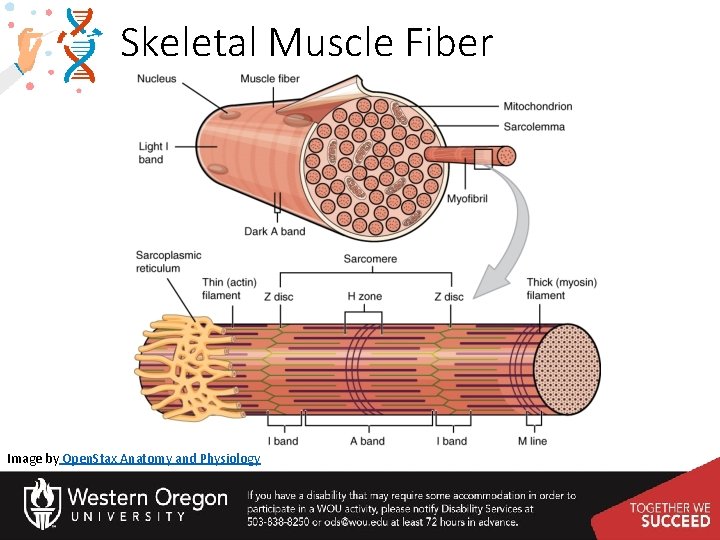 Skeletal Muscle Fiber Image by Open. Stax Anatomy and Physiology 