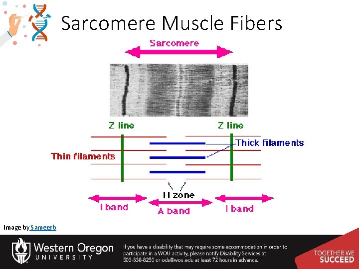 Sarcomere Muscle Fibers Image by Sameerb 