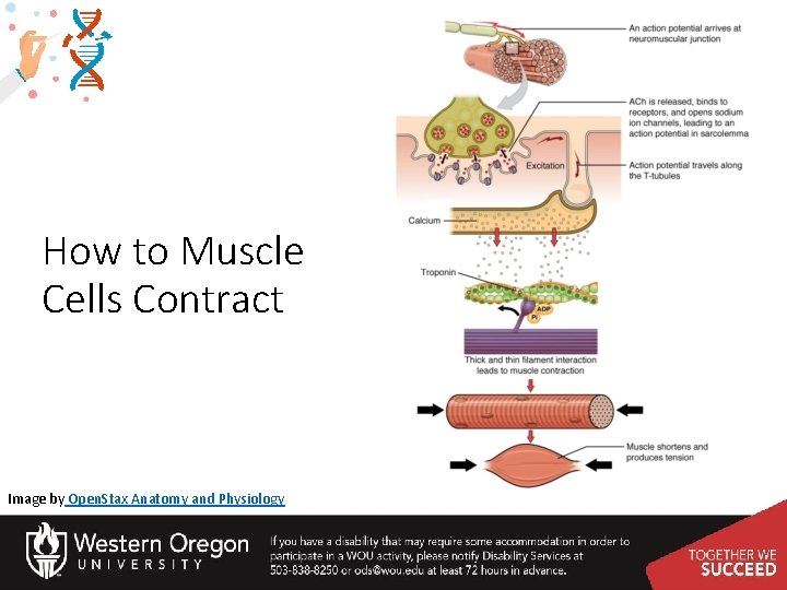 How to Muscle Cells Contract Image by Open. Stax Anatomy and Physiology 
