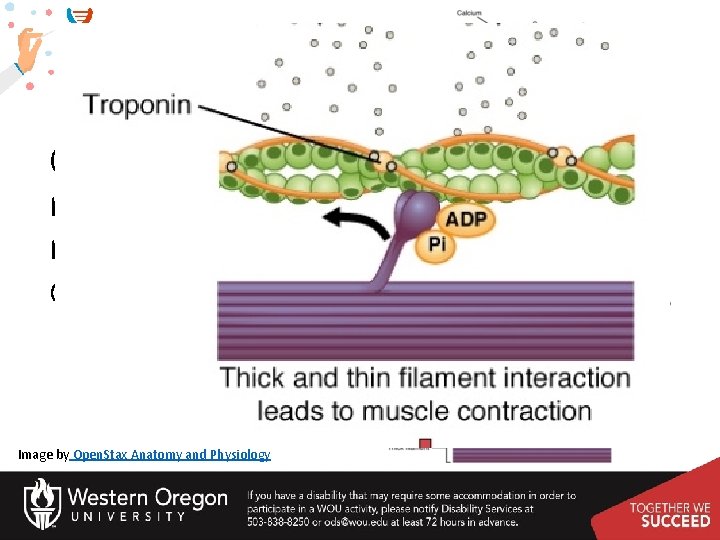 Calcium is required for muscle contraction Image by Open. Stax Anatomy and Physiology 