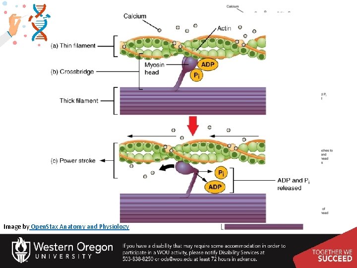 Image by Open. Stax Anatomy and Physiology 