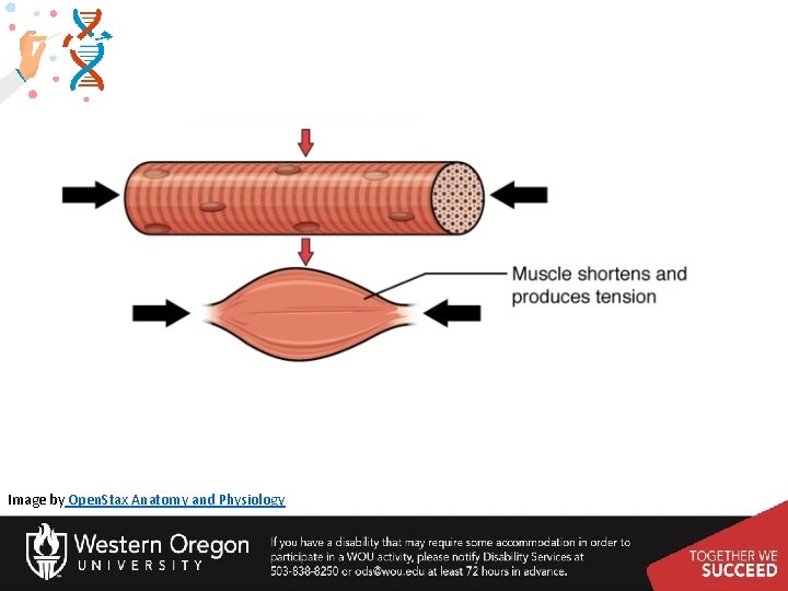 How to Muscle Cells Contract Image by Open. Stax Anatomy and Physiology 