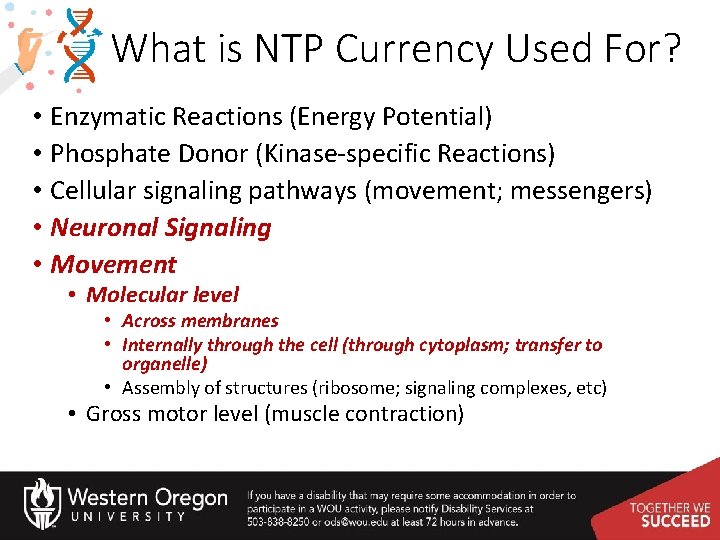 What is NTP Currency Used For? • Enzymatic Reactions (Energy Potential) • Phosphate Donor