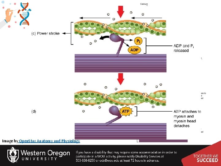 Image by Open. Stax Anatomy and Physiology 