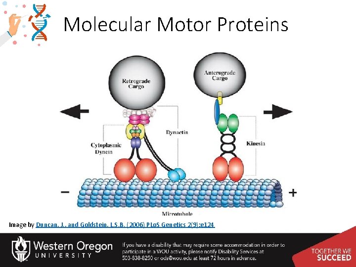 Molecular Motor Proteins Image by Duncan, J. , and Goldstein, L. S. B. (2006)