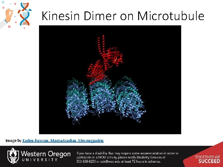 Kinesin Dimer on Microtubule Image by Kaden. Rawson, Marisa. Asadian, Stevengparkin 