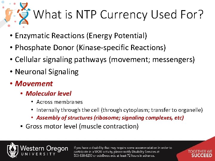 What is NTP Currency Used For? • Enzymatic Reactions (Energy Potential) • Phosphate Donor