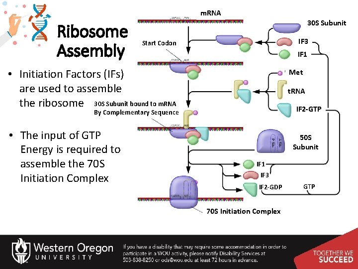 m. RNA Ribosome Assembly 30 S Subunit IF 3 Start Codon IF 1 •