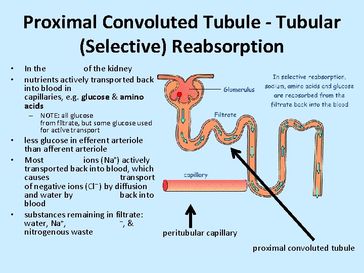 Proximal Convoluted Tubule - Tubular (Selective) Reabsorption • • In the of the kidney