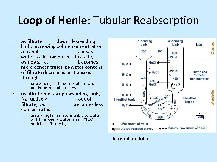 Loop of Henle: Tubular Reabsorption • as filtrate down descending limb, increasing solute concentration