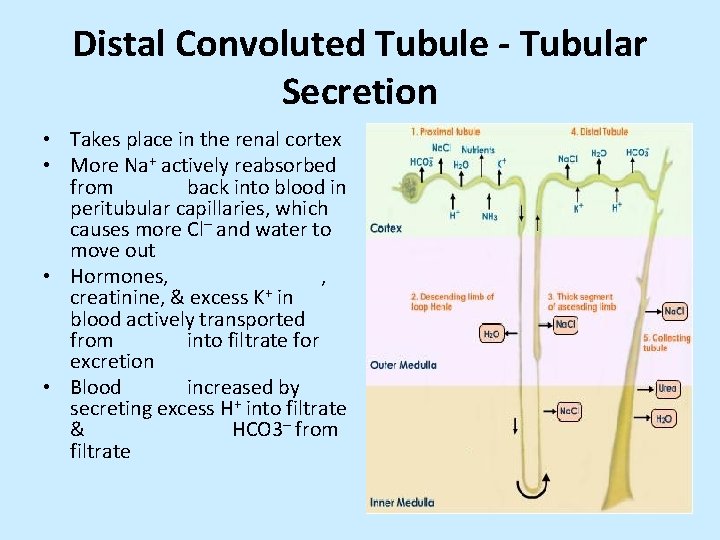 Distal Convoluted Tubule - Tubular Secretion • Takes place in the renal cortex •
