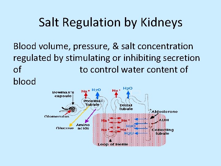 Salt Regulation by Kidneys Blood volume, pressure, & salt concentration regulated by stimulating or