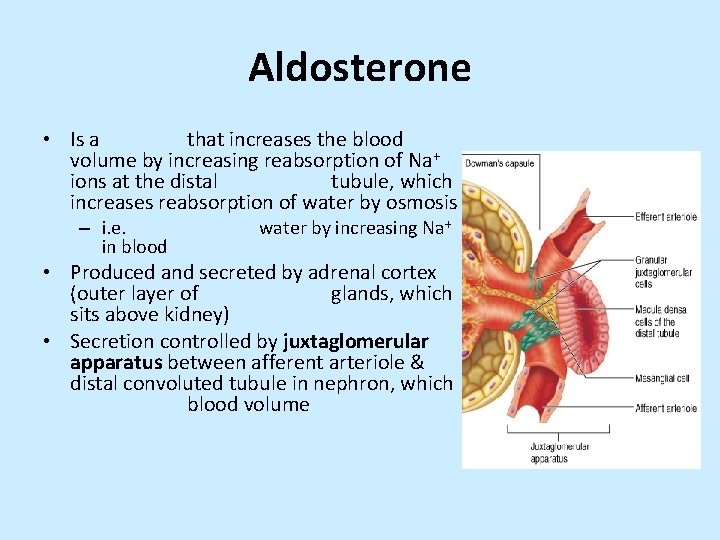 Aldosterone • Is a that increases the blood volume by increasing reabsorption of Na+