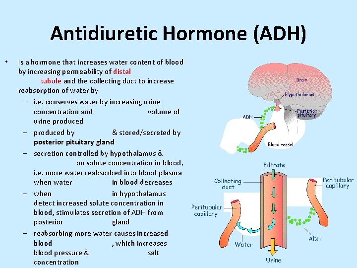 Antidiuretic Hormone (ADH) • Is a hormone that increases water content of blood by