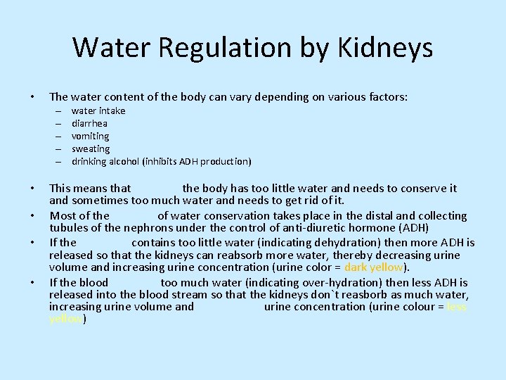 Water Regulation by Kidneys • The water content of the body can vary depending