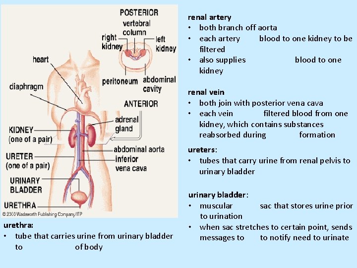  • cv renal artery • both branch off aorta • each artery blood
