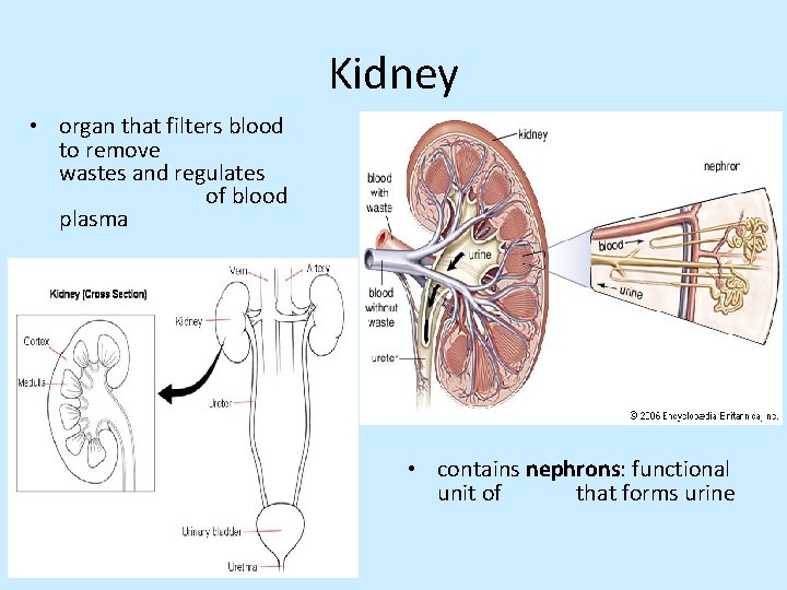 Kidney • organ that filters blood to remove wastes and regulates of blood plasma