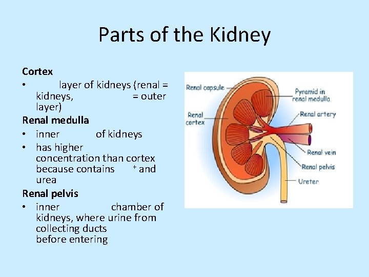 Parts of the Kidney Cortex • layer of kidneys (renal = kidneys, = outer