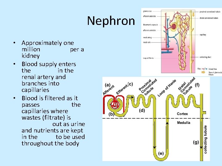 Nephron • Approximately one million per a kidney • Blood supply enters the in
