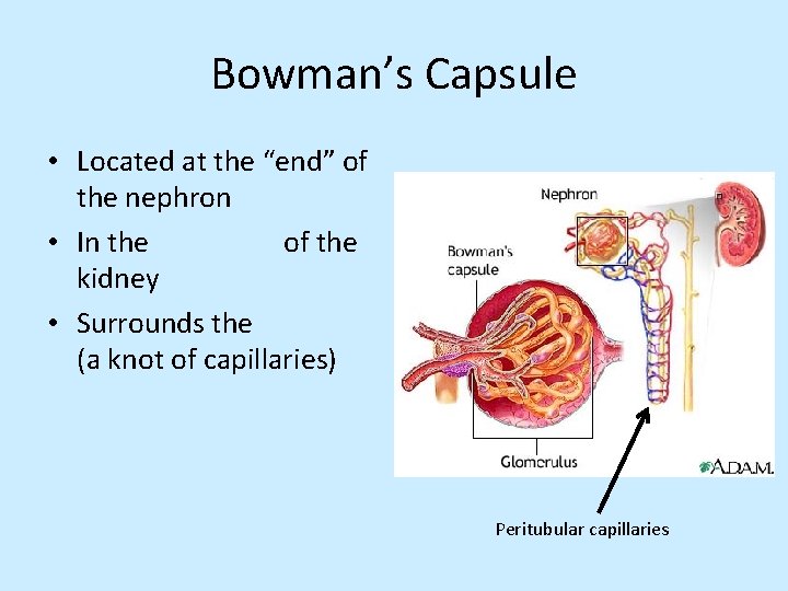 Bowman’s Capsule • Located at the “end” of the nephron • In the of