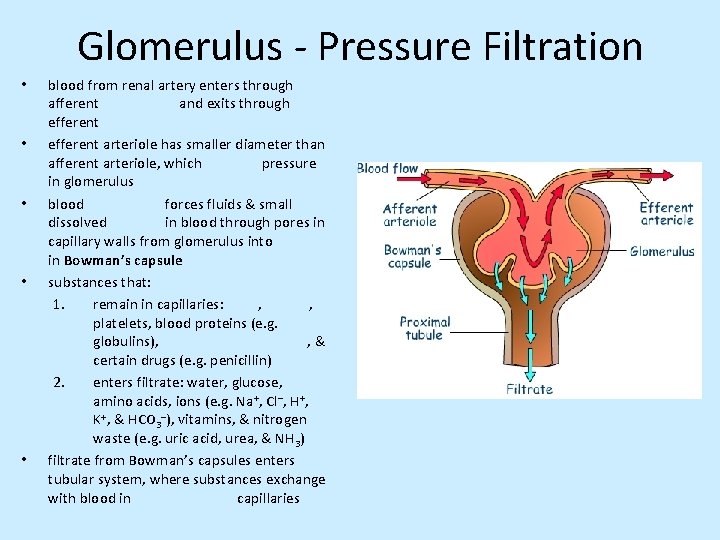 Glomerulus - Pressure Filtration • • • blood from renal artery enters through afferent