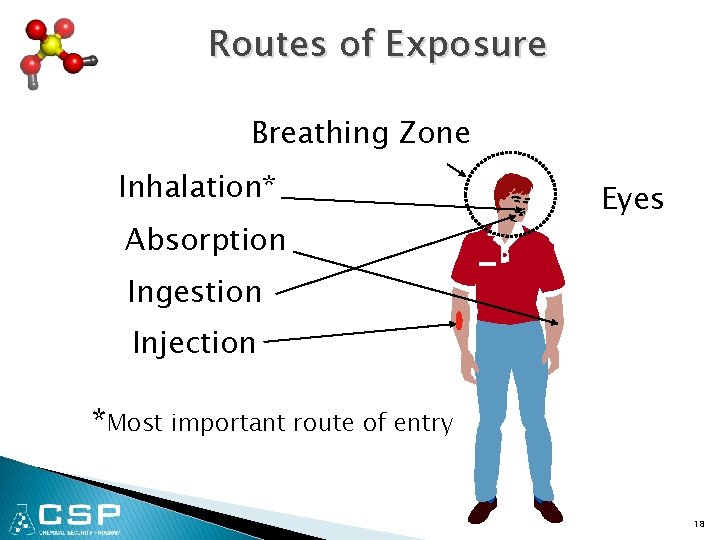 Routes of Exposure Breathing Zone Inhalation* Absorption Eyes Ingestion Injection *Most important route of
