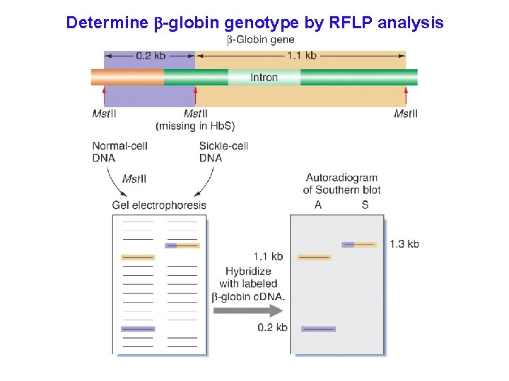 Determine b-globin genotype by RFLP analysis 