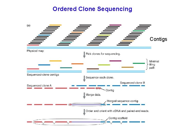 Ordered Clone Sequencing Contigs 