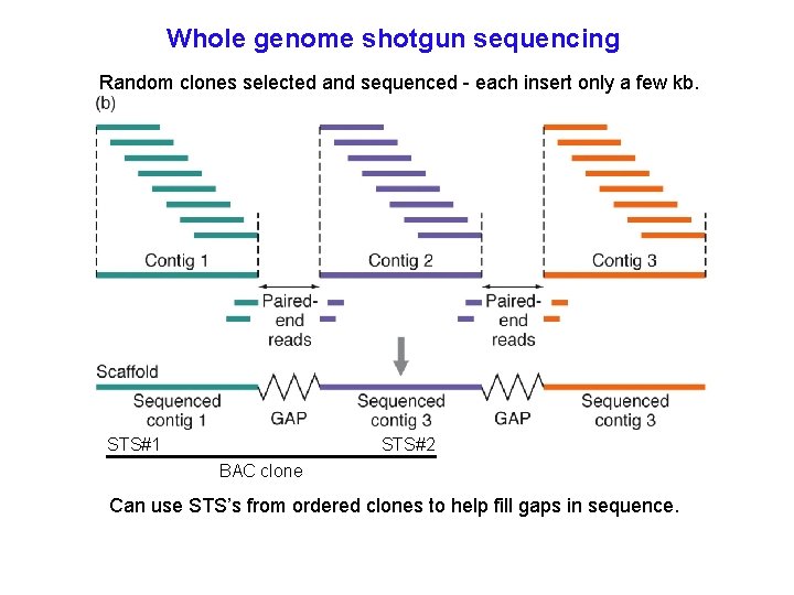 Whole genome shotgun sequencing Random clones selected and sequenced - each insert only a