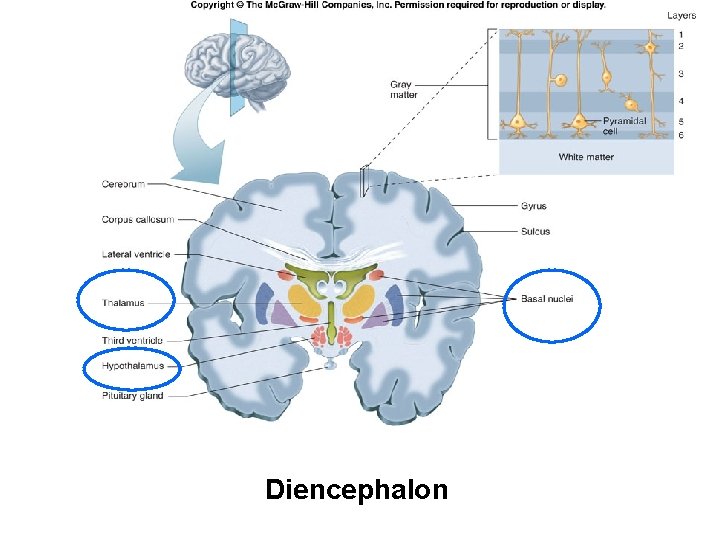 Diencephalon 