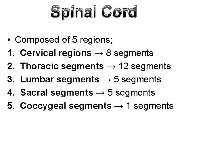 Spinal Cord • Composed of 5 regions; 1. Cervical regions → 8 segments 2.