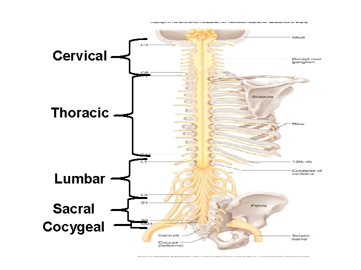 Cervical Thoracic Lumbar Sacral Cocygeal 