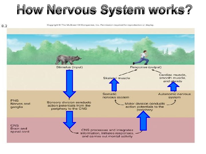 How Nervous System works? 