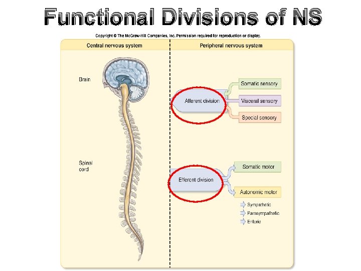 Functional Divisions of NS 