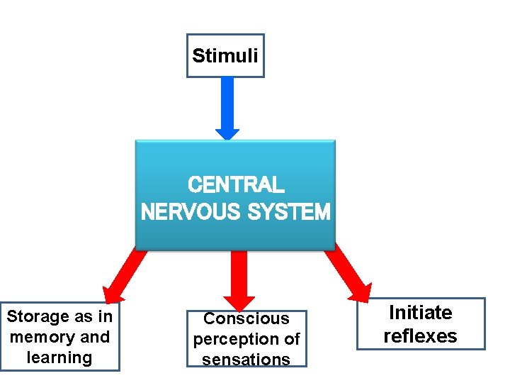 Stimuli CENTRAL NERVOUS SYSTEM Storage as in memory and learning Conscious perception of sensations